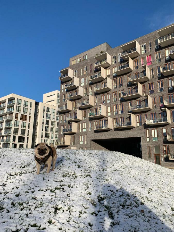 Cute Pug Guest Room Kopenhagen Bagian luar foto