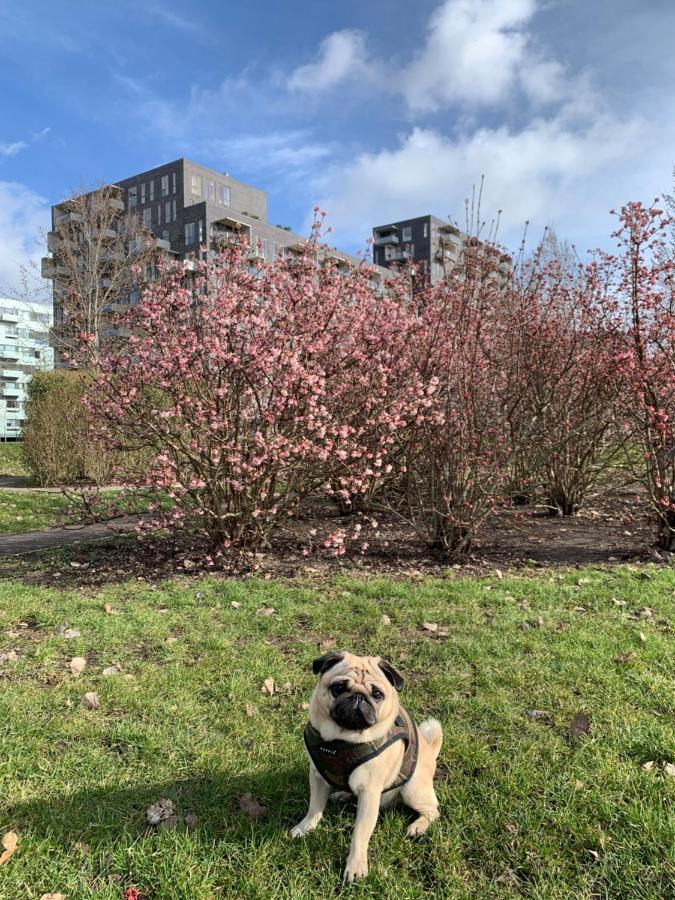Cute Pug Guest Room Kopenhagen Bagian luar foto