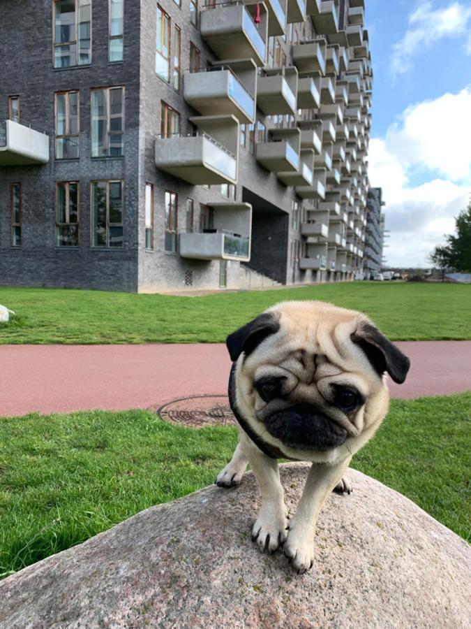 Cute Pug Guest Room Kopenhagen Bagian luar foto